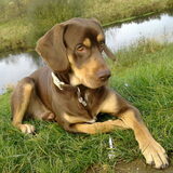 Foto van Juut & Brownie