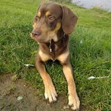 Foto van Juut & Brownie