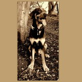 Foto van Juut & Brownie