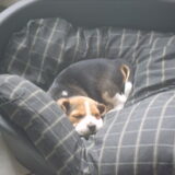 dit is benjy.hij is 8 weken oud