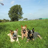 Foto van Cattle Dog Coach