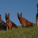 Foto van De Mecheltjes clan