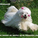 Amber lekker rennen in het gras in oosterijk de dag voor de grote show…