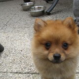 Diego, hondje van zus