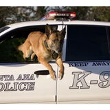Een K-9 hond in actie