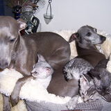 SAMEN MET DE DEVON REX KITTENS