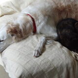 Gimme en haar vriendin Quincy