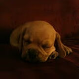 Puggles slaapt