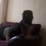 Onze mooie gipsy