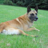 dat is men eerste hond tarkan hij we leven al bijna twaalf jaar samen…