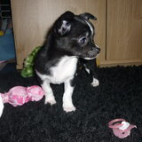 Ayko juist thuisgekomen op 5 november 2010.