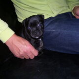 Guus is nu 5 weken oud, nog 19 dagen en dan mogen we hem ophalen!!!