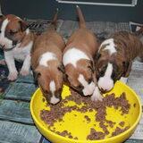 Pups eerste keer vast voedsel.Vonden het heerlijk.