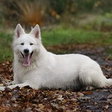 Meldo 2,5 jaar oud. Hij wordt echt een knappe vent!