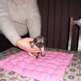 Foto van elke