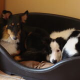 Aww, samen in het mandje, nu past het nog...