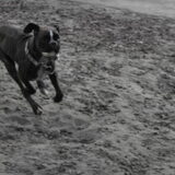 Foto van Suus, Chaos en Senna