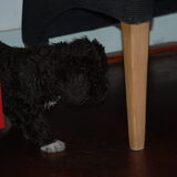 Donna, toen ze nog Perla heette en nog maar 6 weken was oud was