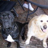 Golden retriever Max + en cane corso Mano