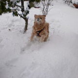 Ik vind sneeuw ook geweldig, vooral sneeuwbal opvangen is een leuke…