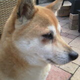 Onze lieve Shiba Inu Semmy een schatje en lekker eigenwijs!