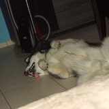 Sleepy Yaco
