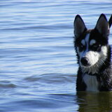 17,5 week op het hondenstrand