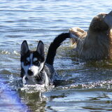lekker aan het spelen op het hondenstrand met een andere hond. 17,5 week