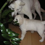 De plant vond Nala erg interessant, en Sara moest Nala in de gaten…