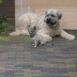 Mijn kleine Chi met de Boef van mijn schoonmams