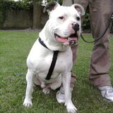 Vriend z'n American bulldog