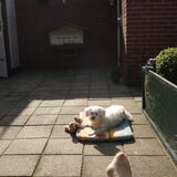 Foto van Floor en Peddy