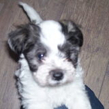 Hier is Mika ruim 7 weken oud en net 1 dagje bij ons!