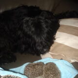 onze hond bayla met de twee egels