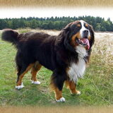 Cooper