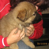 bruno n heerlijk beest.. 10 weken nu lief ontdekkend en respectvol…