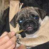 Foto van Carol, Odie, Aigo en Epke (Cobus RIP 27-6)