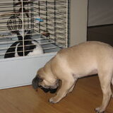 Foto van Carol, Odie, Aigo en Epke (Cobus RIP 27-6)