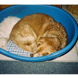 samen in de mand