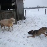 deze schaap laat zich absoluut niet doen xD