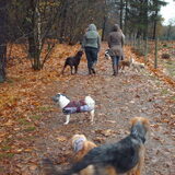 Foto van liesbeth,Turbo,Luna, Levi en Faith