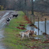 Foto van liesbeth,Turbo,Luna, Levi en Faith