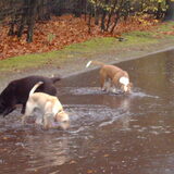 Foto van liesbeth,Turbo,Luna, Levi en Faith