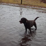 Foto van liesbeth,Turbo,Luna, Levi en Faith
