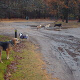 Foto van liesbeth,Turbo,Luna, Levi en Faith
