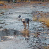 Foto van liesbeth,Turbo,Luna, Levi en Faith