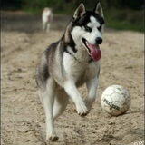 ja ja! husky's kunnen wel degelijk loslopen!