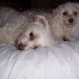Cindy , Loena