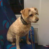 bruno in de randstadrail vondt hij zo leuk met de baas mee rijden