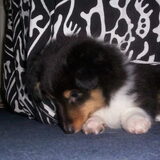 mijn sheltie pup van 8 1/2 weken oud